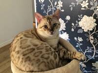 En 6-årig hankatt av rasen Snow Bengal