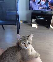Lynxie