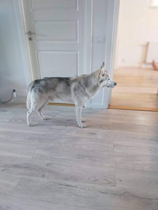 Hund - Husky/Malamute Everest