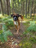 Boxer