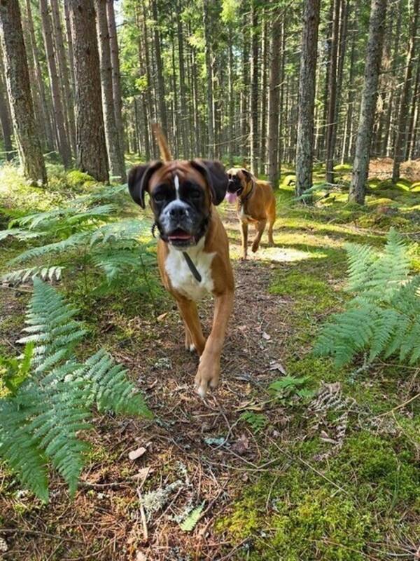 Hund - Boxer