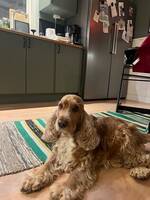 Malou Engelsk Cocker Spaniel