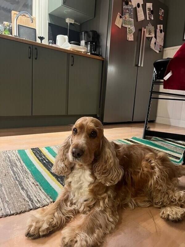 Hund - Malou Engelsk Cocker Spaniel