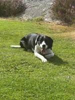 Bordercollie och Dansk hönsehund