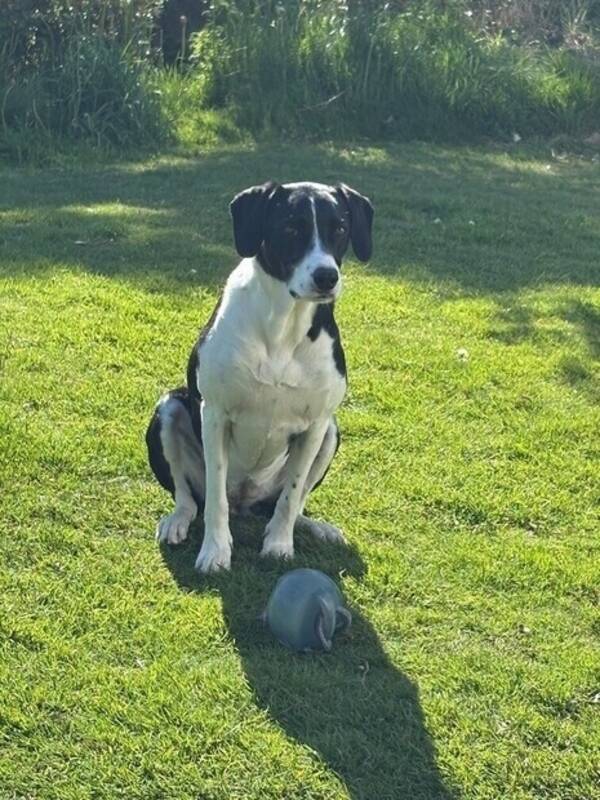 Hund - Issla