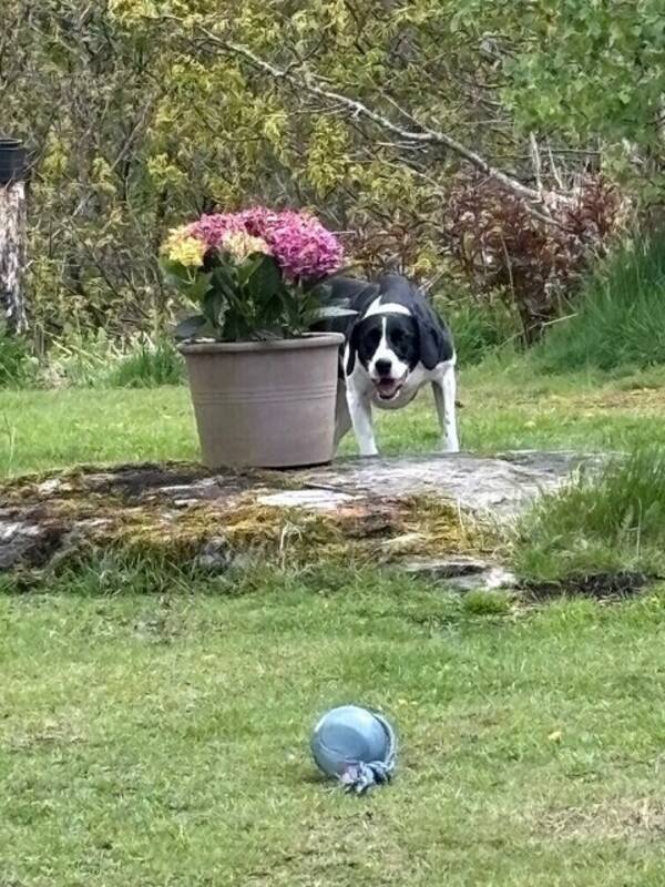 Hund - Issla