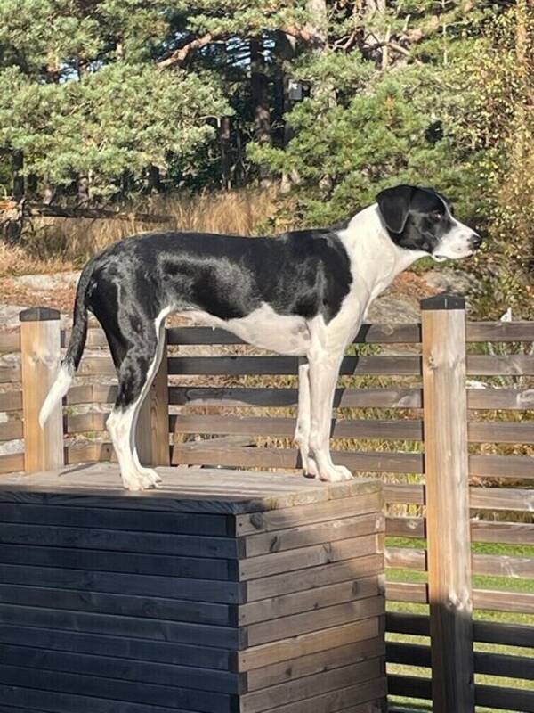 Hund - Issla