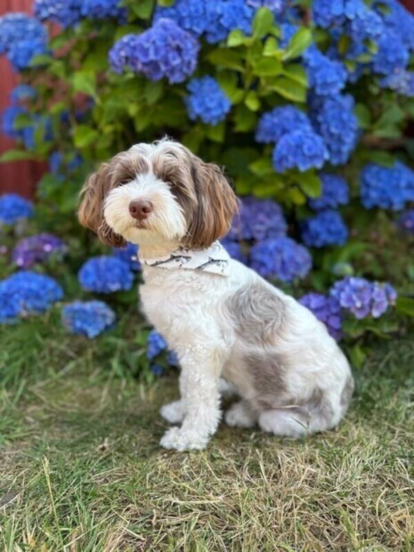 Hund - Hedvig 