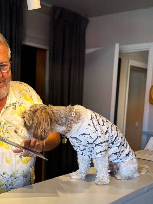 Hund - Hedvig 