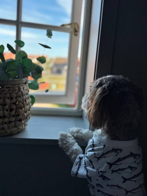 Hund - Hedvig 