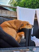 Rex