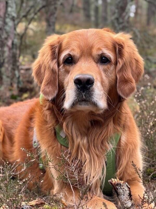 Hund - Golden Retriever, Åke 