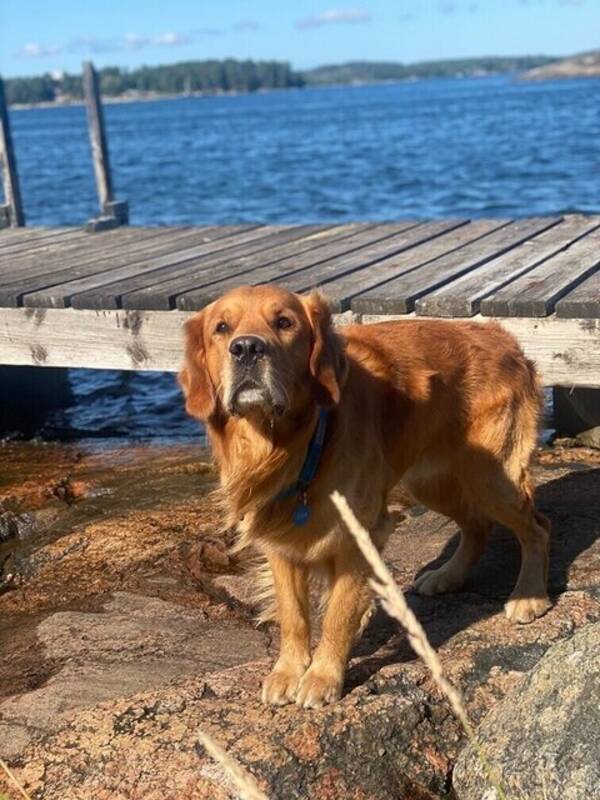 Hund - Golden Retriever, Åke 