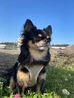 Chihuahuan Teo