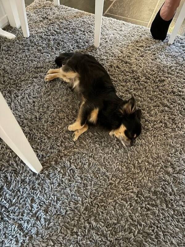 Hund - Chihuahuan Teo