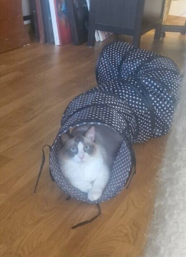 Katt - Ragdollen Mozart