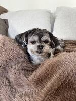 Lola
