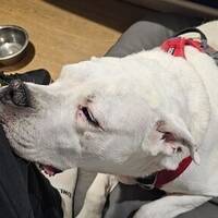 Dogo Argentino Draka