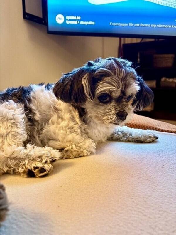 Hund - Lola