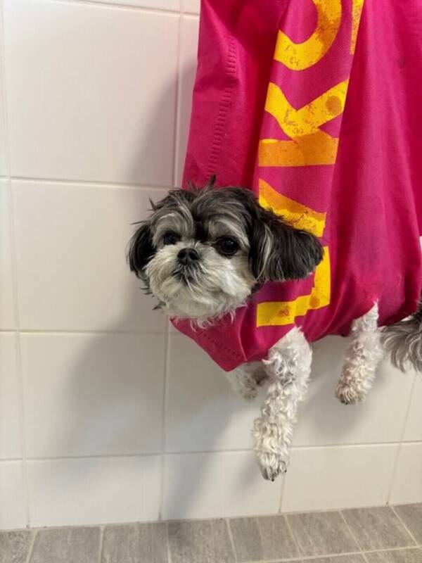 Hund - Lola