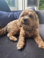 Maltipoo  Noodles