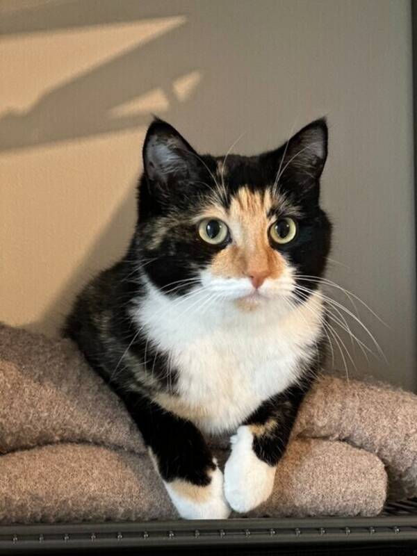 Katt - Katt Sonja