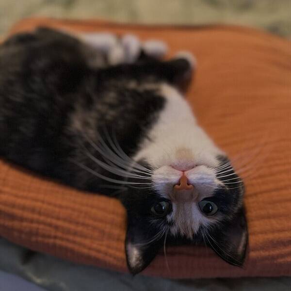 Katt - Katt Sonja