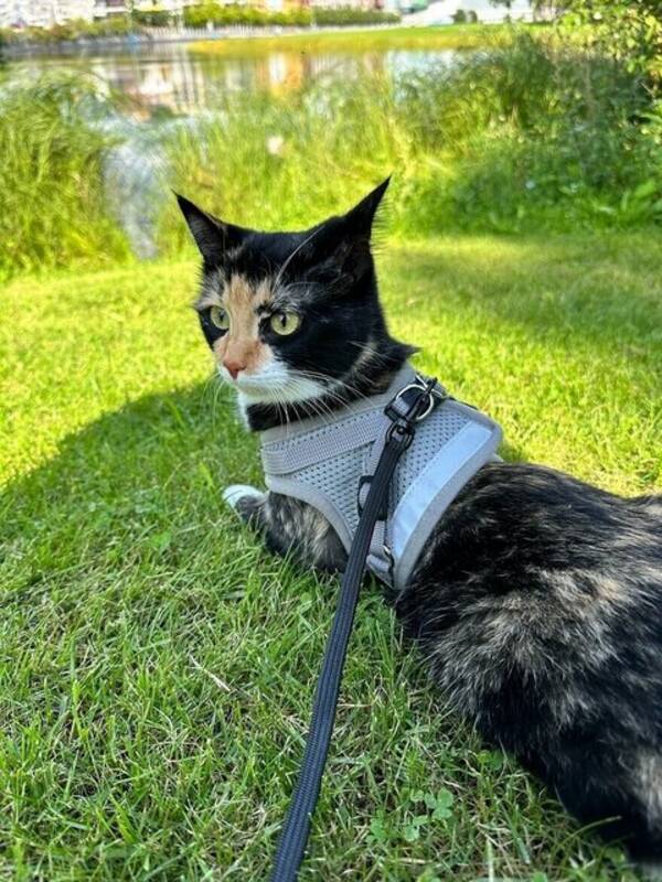 Katt - Katt Sonja