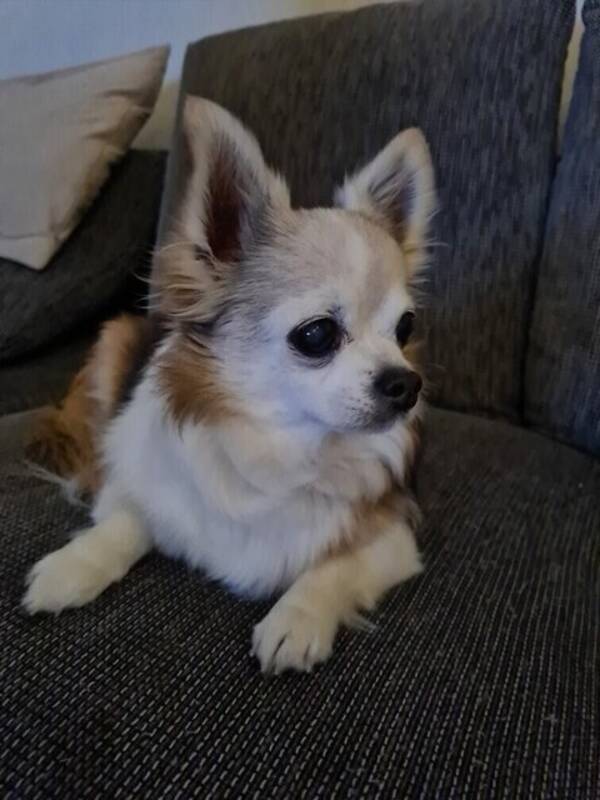 Hund
