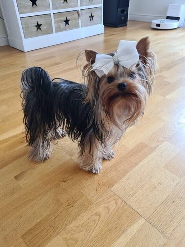 Hund - Cooper