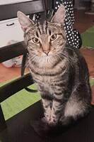 pratande katt
