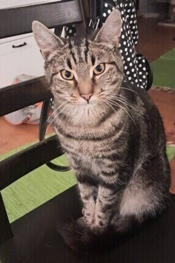 Katt - pratande katt