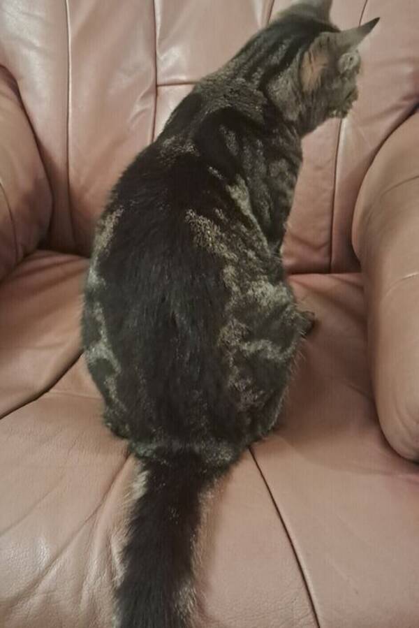 Katt - pratande katt