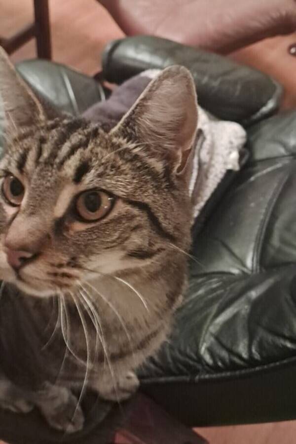 Katt - pratande katt