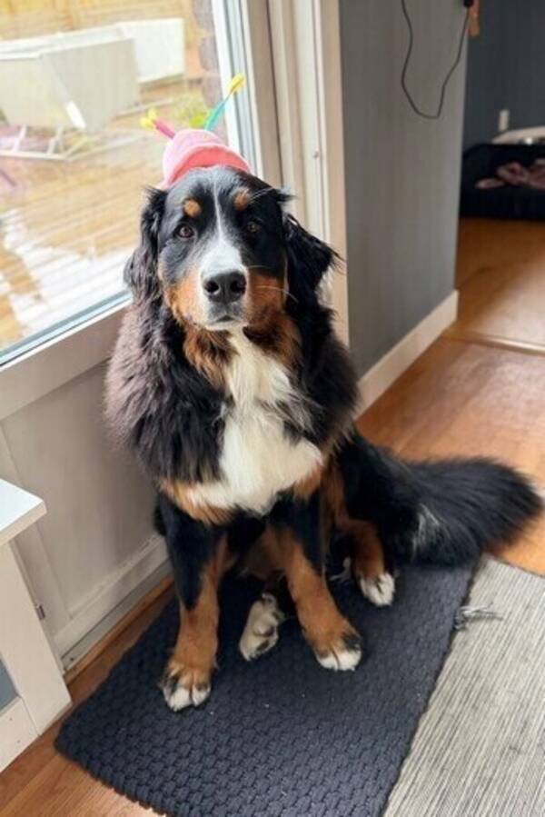 Hund - Bernersennen Daisy