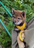Shiba Inun Sylvie