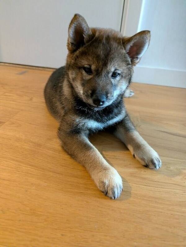 Hund - Shiba Inun Sylvie