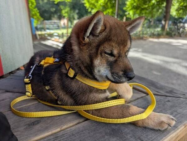 Hund - Shiba Inun Sylvie