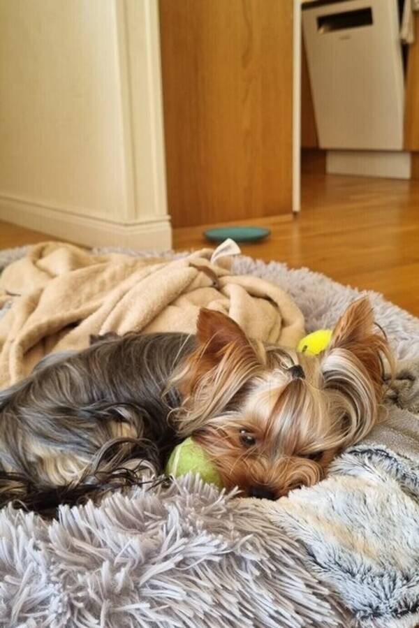 Hund - Cooper