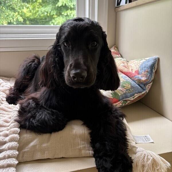 Hund - Engelsk cocker spaniel