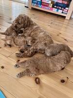 Cavapoo