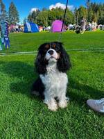 Cavalier King Charles spaniel