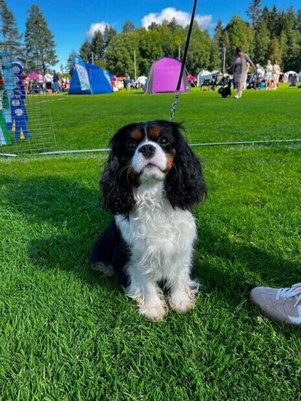 Hund - Cavalier King Charles spaniel