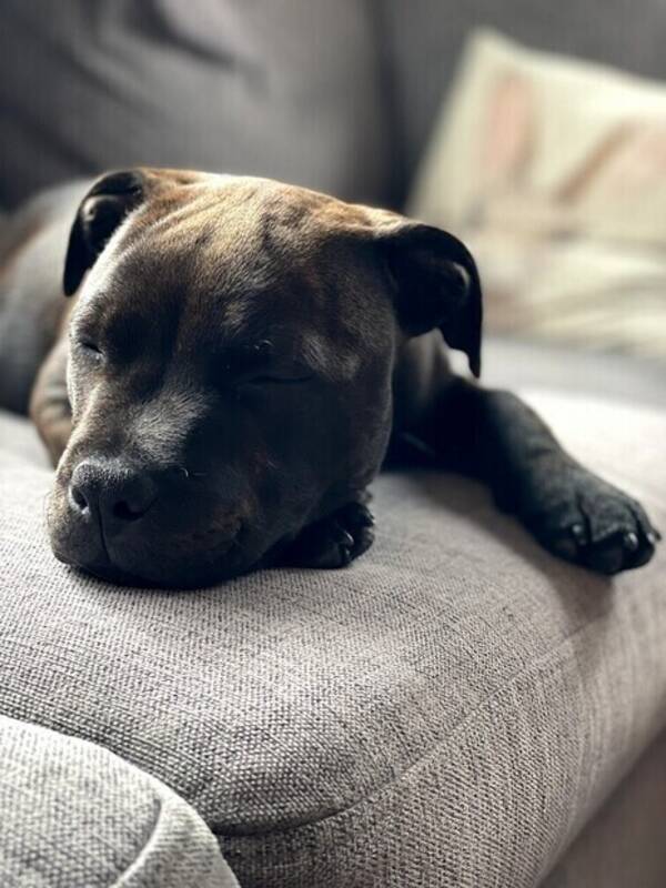Hund - Staffyen Buddy