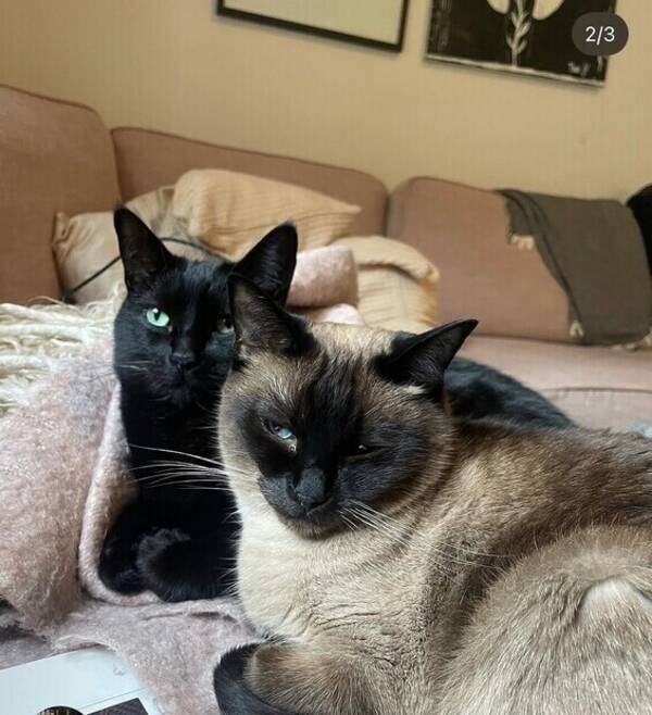 Katt - Stella & Billie