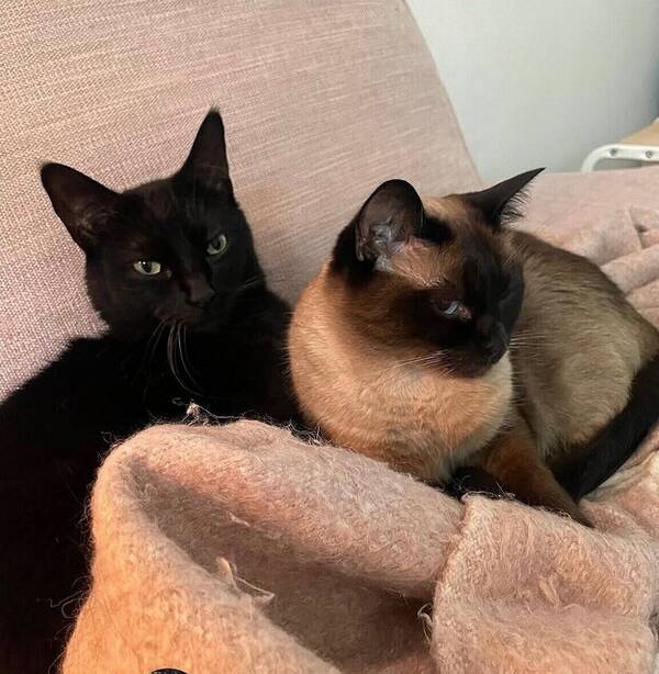 Katt - Stella & Billie