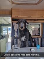 Irsk ulvehund 