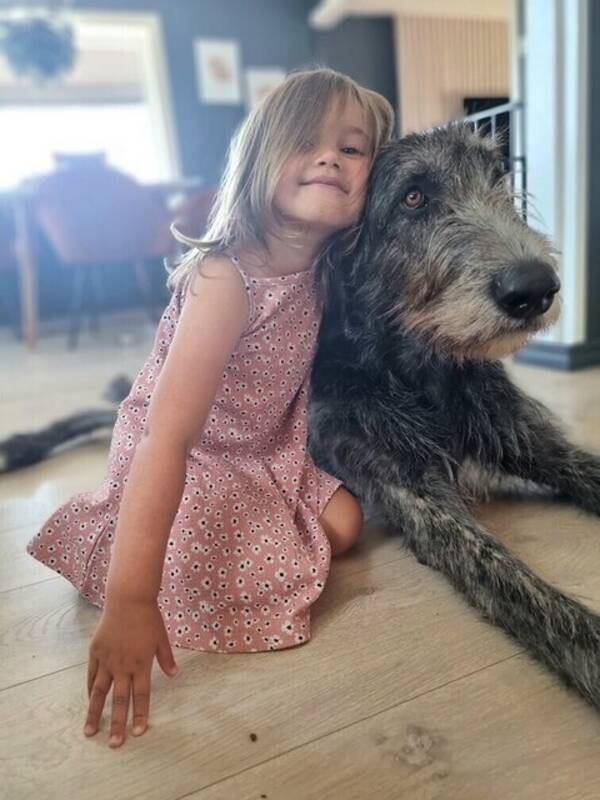 Hund - Irsk ulvehund 