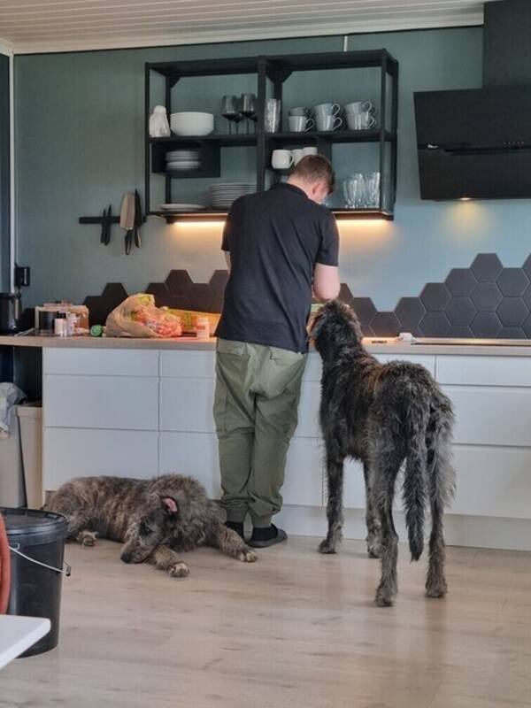 Hund - Irsk ulvehund 