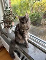 Maine Coon, Nala